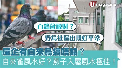 自來鳥風水|【自來鳥】屋企有自來鳥？風水玄機大揭秘！